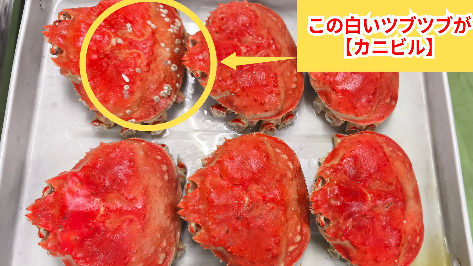 ズワイガニのさばき方・茹で方｜板前が教える時間短縮のコツ | 板前.fun