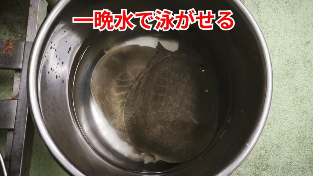 スッポンのさばき方：一晩水で泳がせる