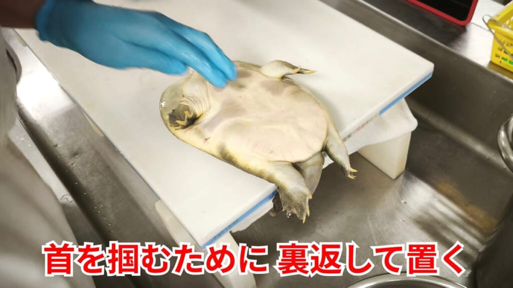 スッポンのさばき方：首を掴むために裏返して置く