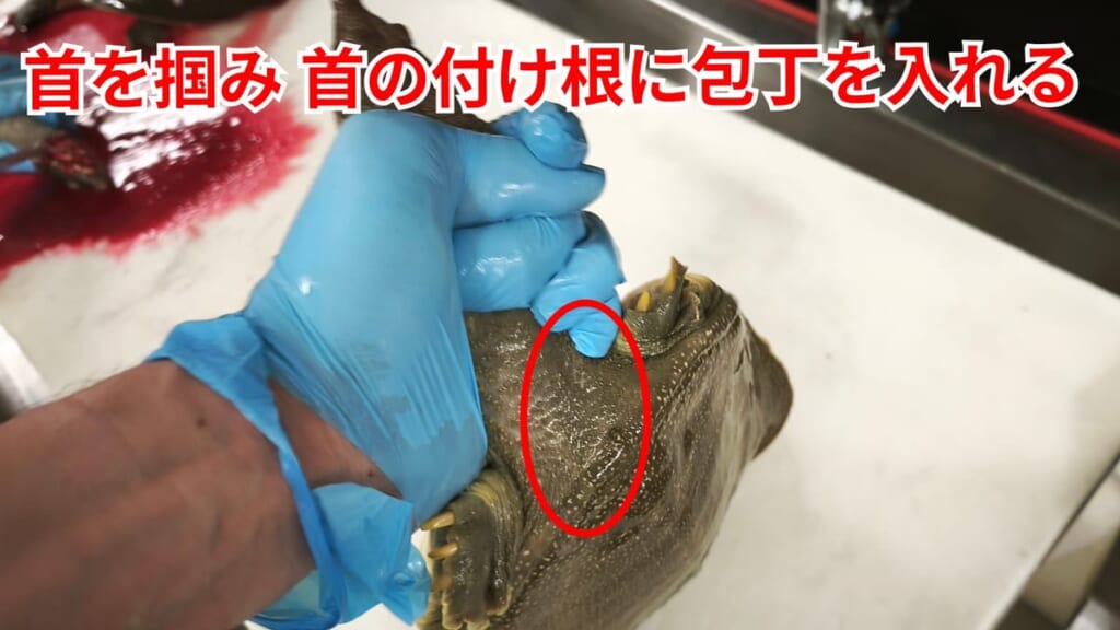 スッポンのさばき方：首を掴み首の付け根に包丁を入れる