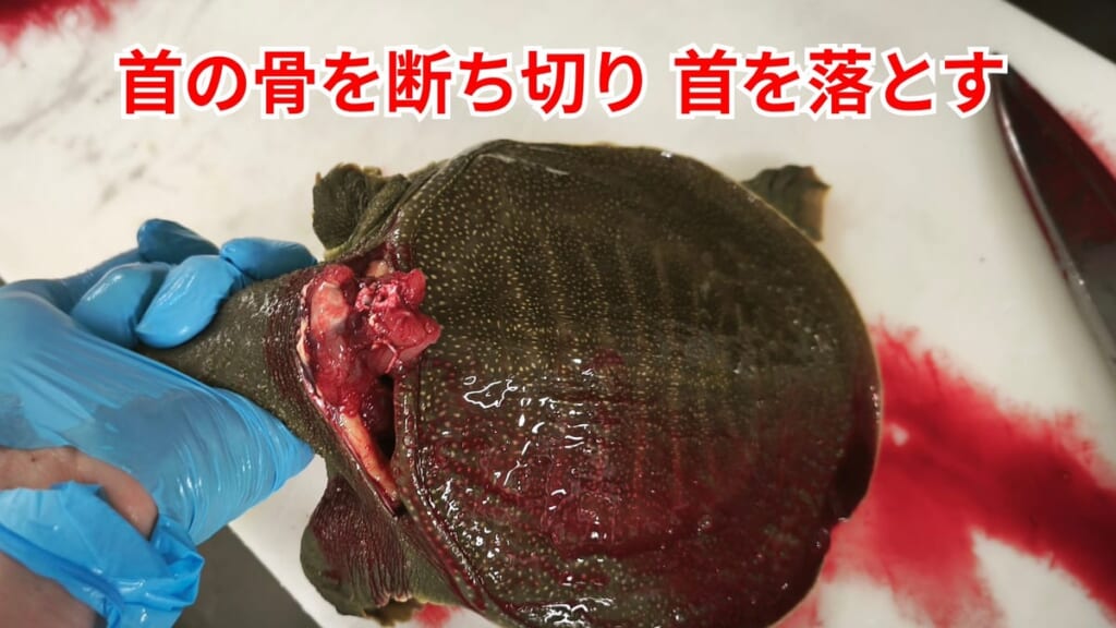 スッポンのさばき方：首の骨を断ち切り首を落とす