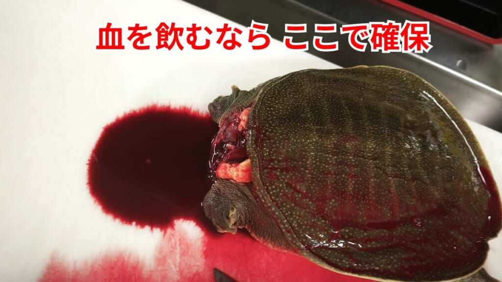 スッポンのさばき方：血を受ける器