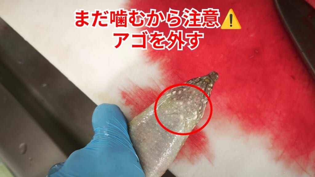 スッポンのさばき方：まだ噛むから注意、アゴを外す