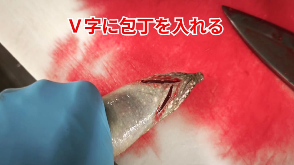 スッポンのさばき方：V字に包丁を入れる