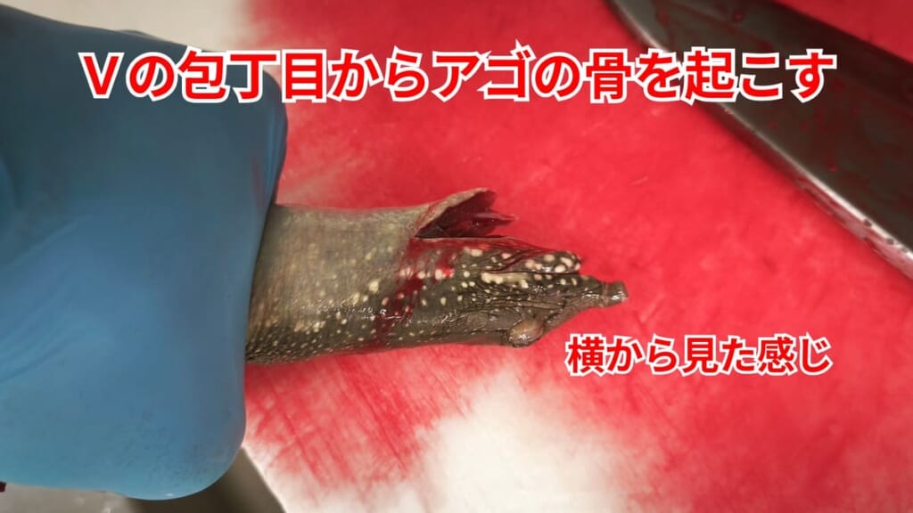 スッポンのさばき方：Vの包丁目からアゴの骨を起こす