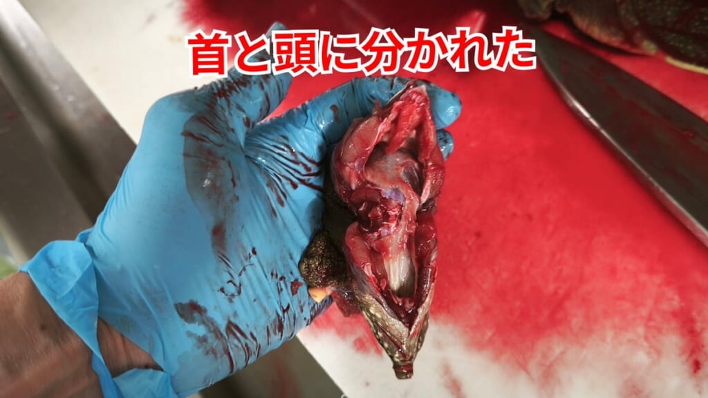 スッポンのさばき方：首と頭に分かれた