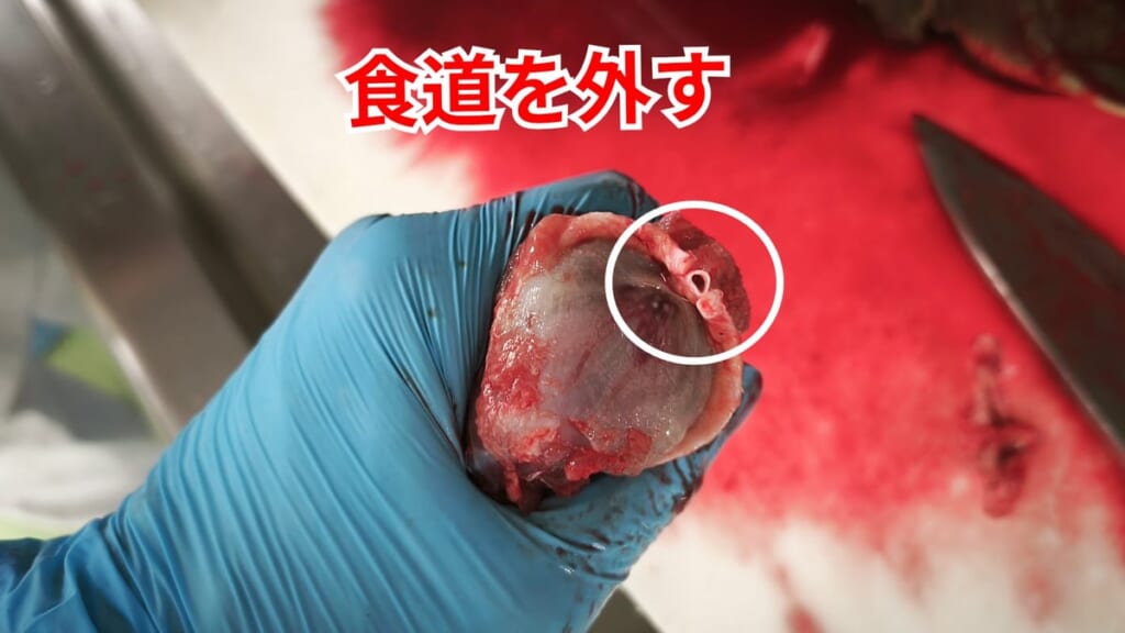 スッポンのさばき方：食道を外す