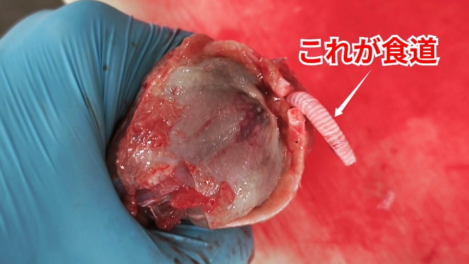 スッポンのさばき方：スッポンの食道