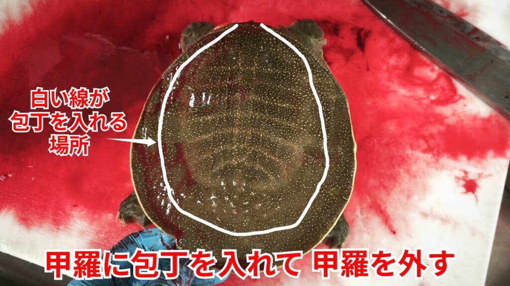 スッポンのさばき方：甲羅に包丁を入れて甲羅を外す