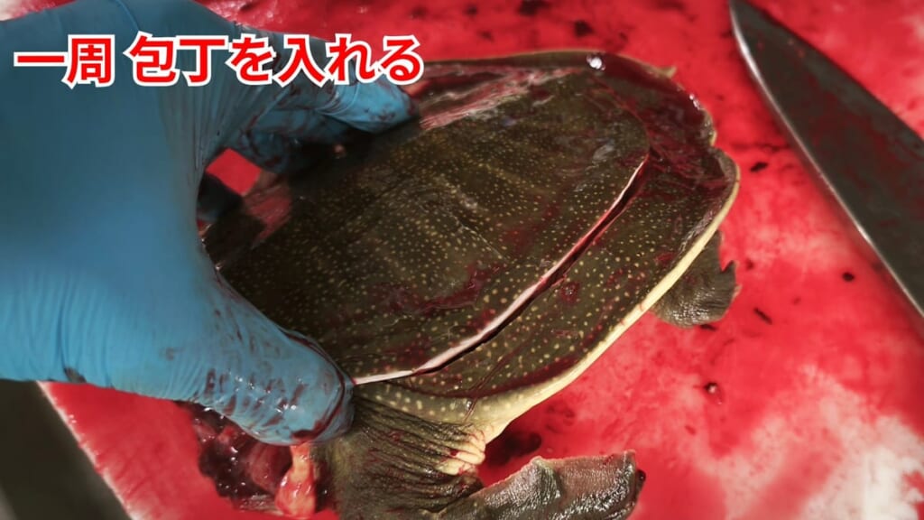 スッポンのさばき方：甲羅に一周包丁を入れる