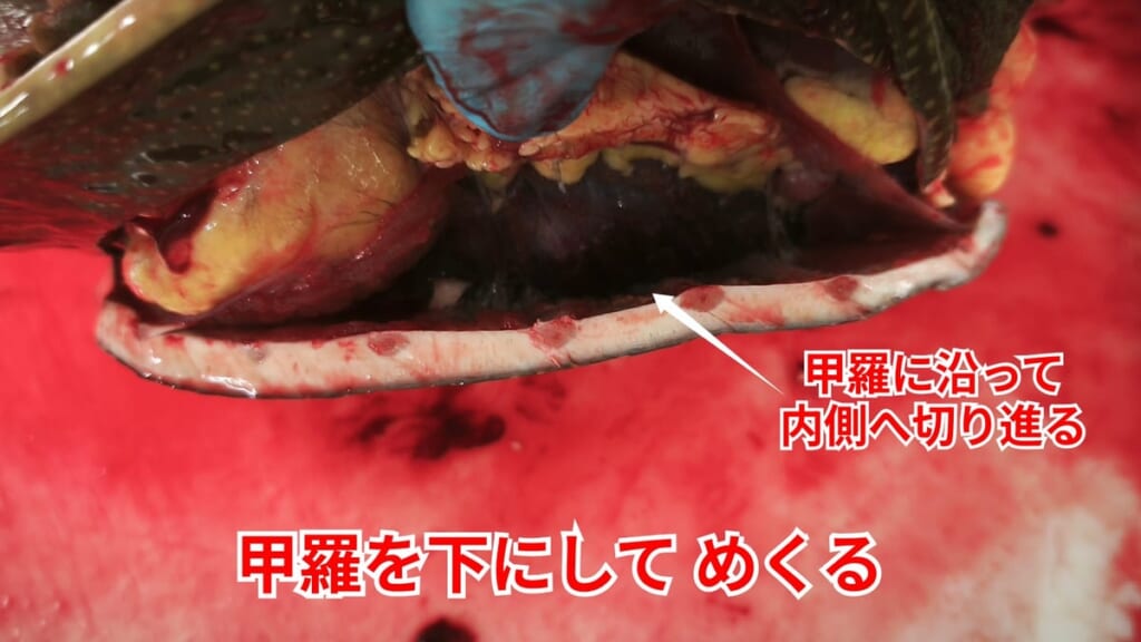 スッポンのさばき方：甲羅を下にしてめくる