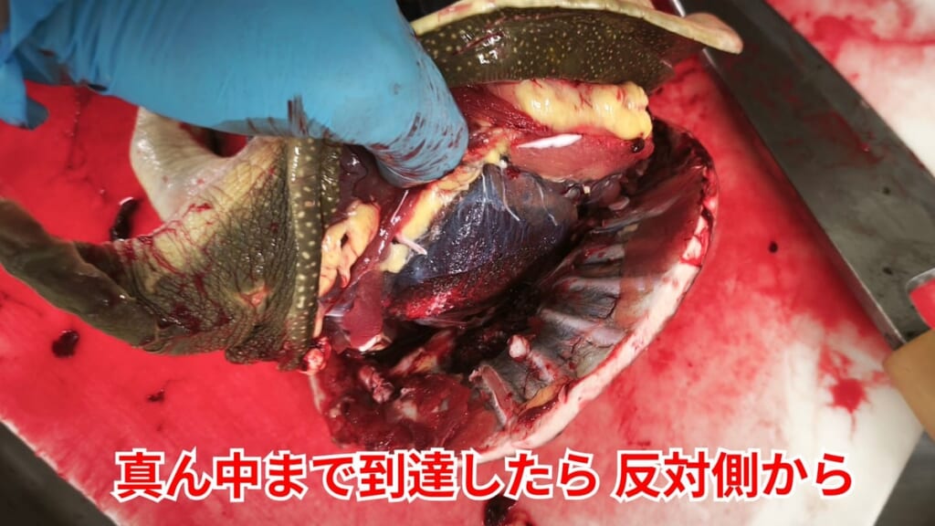 スッポンのさばき方：真ん中まで到達したら反対側から