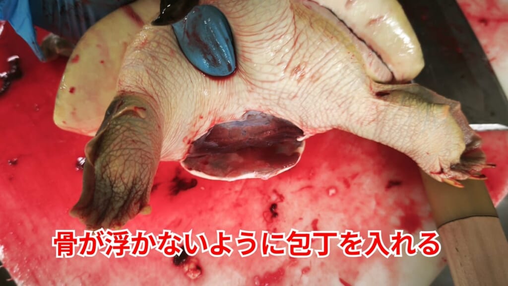 スッポンのさばき方：骨が浮かないように包丁を入れる