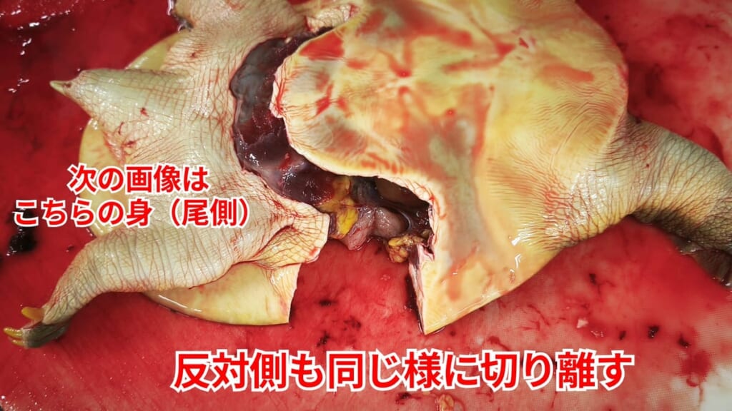 スッポンのさばき方：反対側も同じように切り離す