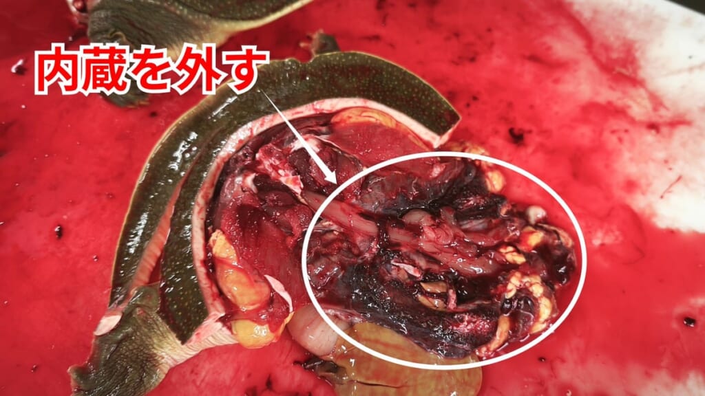 スッポンのさばき方：内蔵を外す