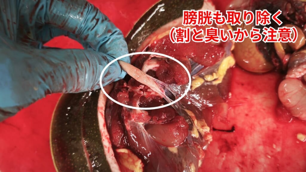 スッポンのさばき方：膀胱を取り除く