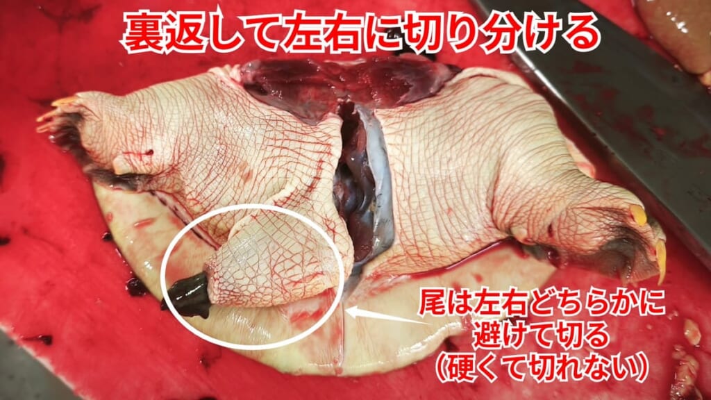 スッポンのさばき方：裏返して左右に切り分ける