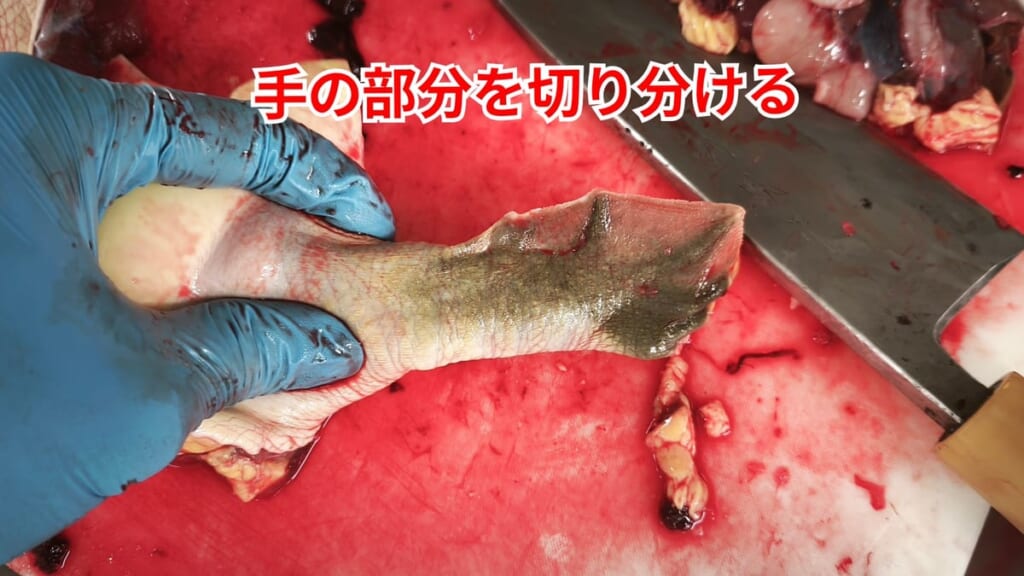 スッポンのさばき方：手の部分を切り分ける