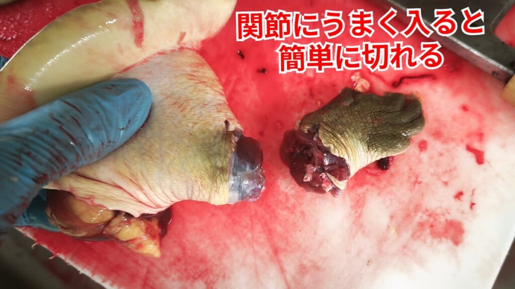 スッポンのさばき方：関節にうまく入ると簡単に切れる