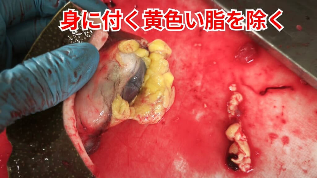 スッポンのさばき方：身に付く黄色い脂を除く