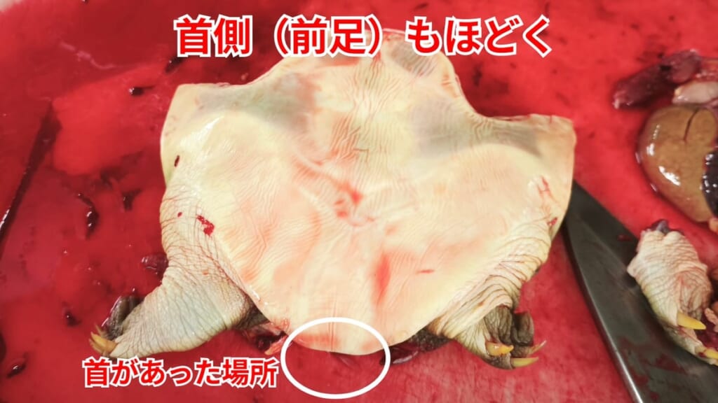 スッポンのさばき方：首側（前足）もほどく