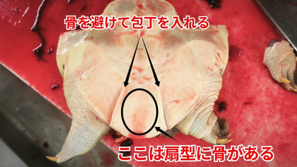 スッポンのさばき方：骨を避けて包丁を入れる