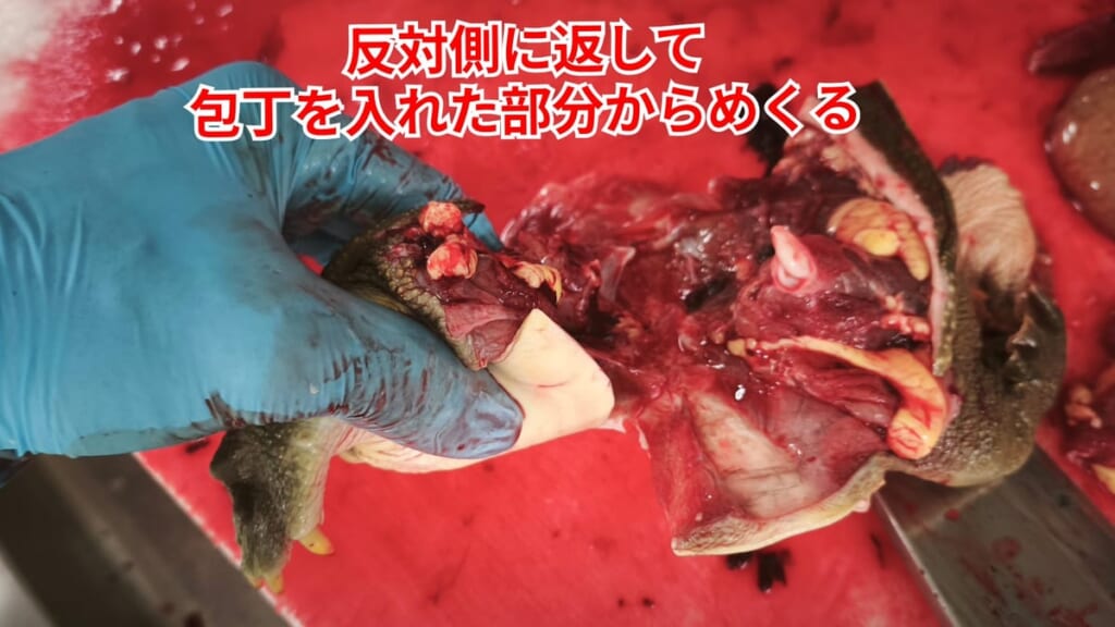 スッポンのさばき方：反対側に返して包丁を入れた部分からめくる