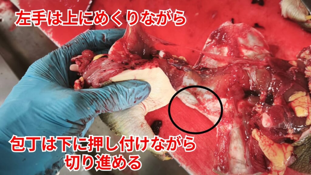 スッポンのさばき方：左手は上にめくり包丁は下に押し付けて切り進める