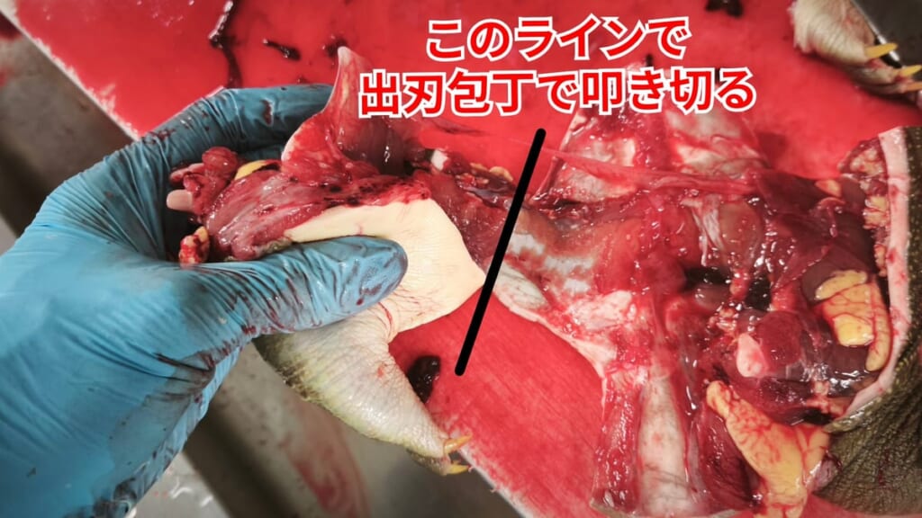 スッポンのさばき方：このラインで出刃包丁で叩き切る