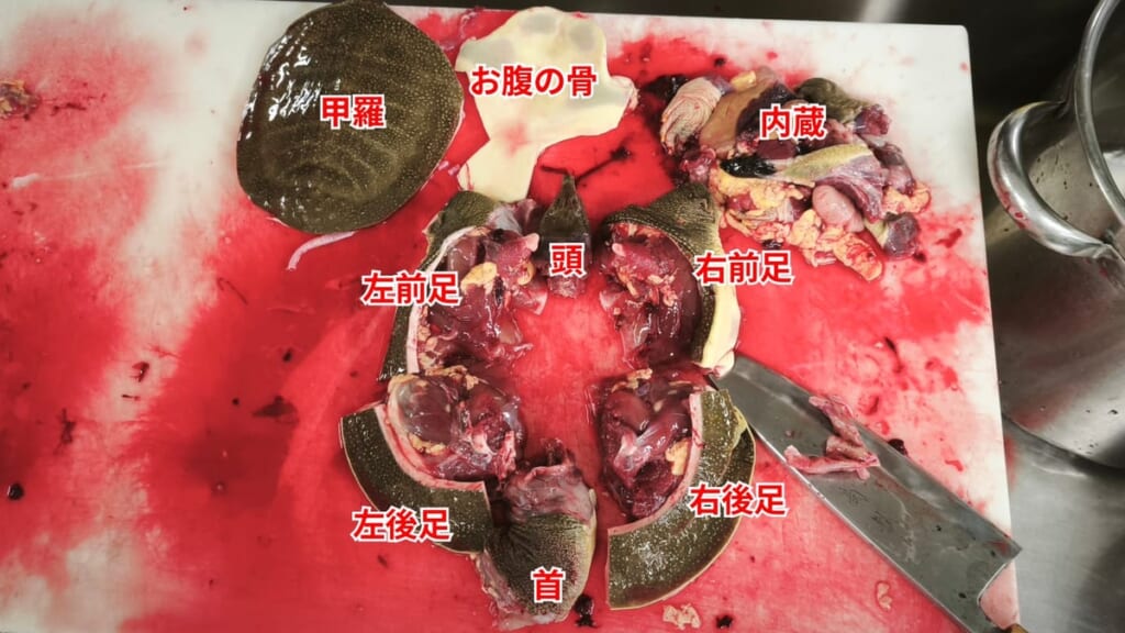 スッポンのさばき方：おろし終えたスッポンの全体