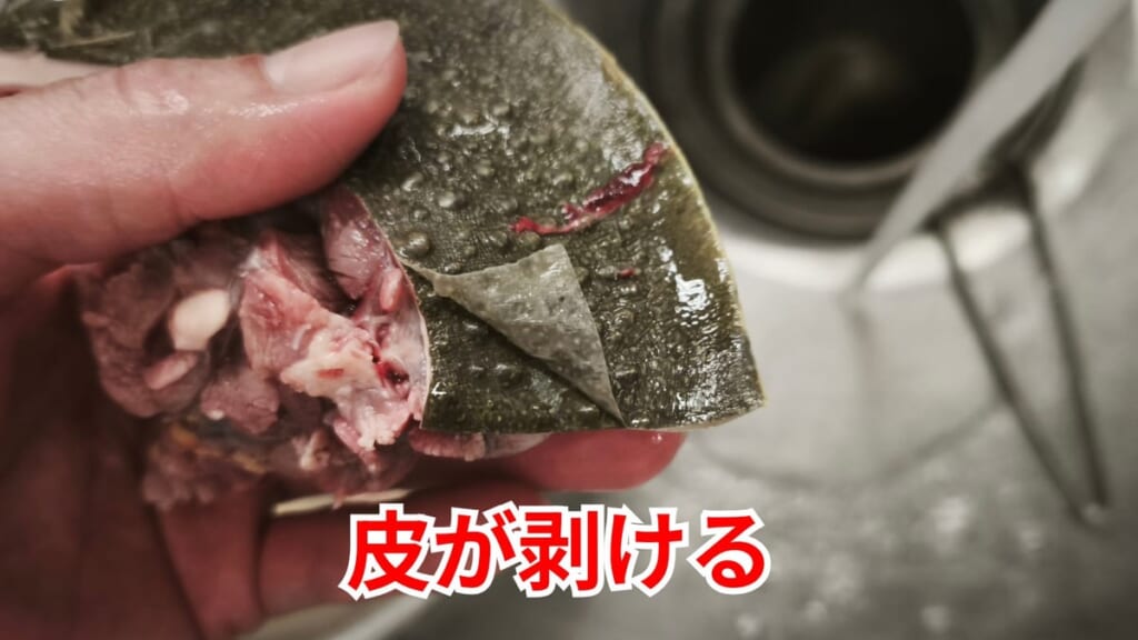 スッポンのさばき方：薄皮が剥ける